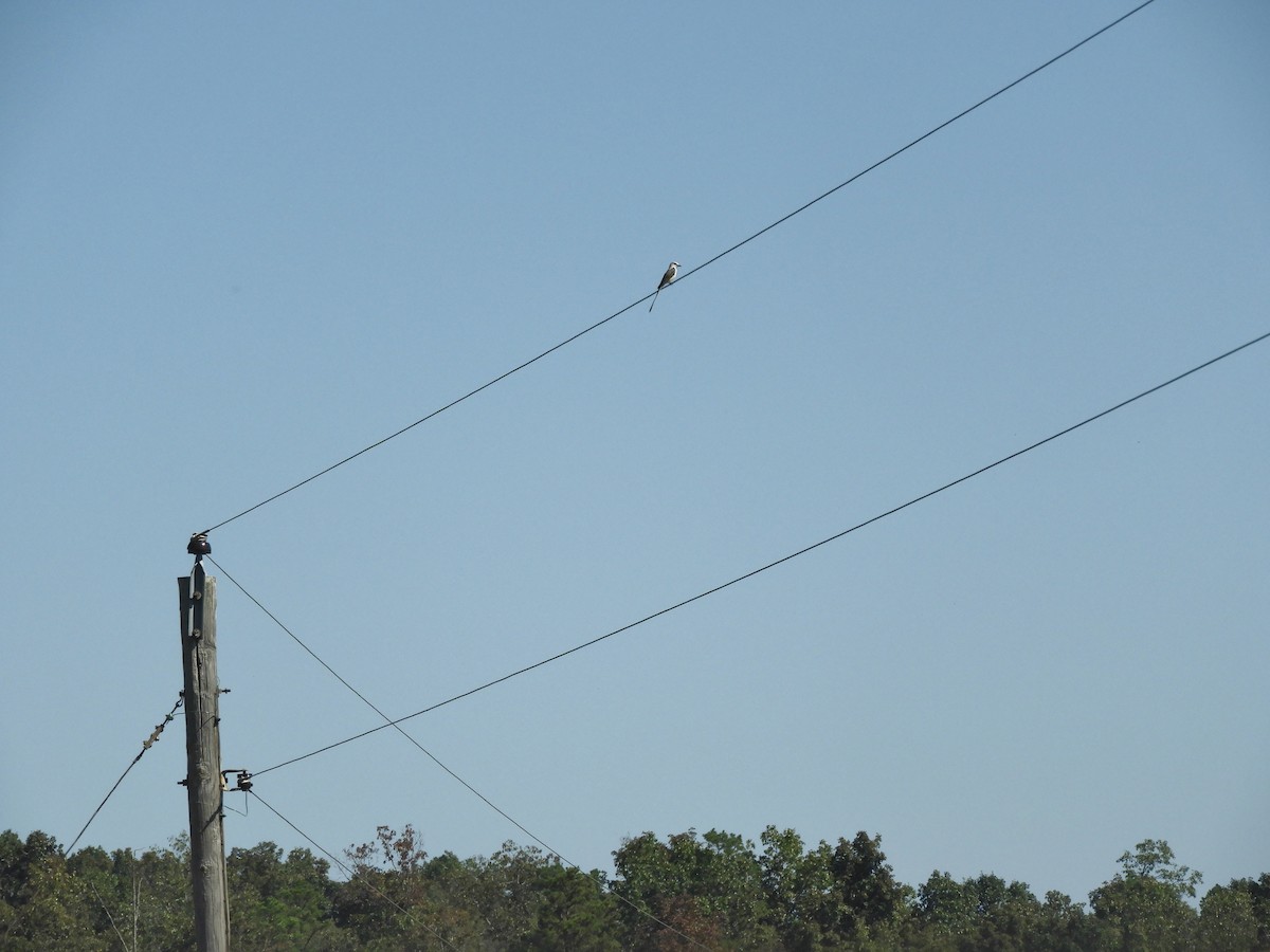 Scissor-tailed Flycatcher - ML642910994