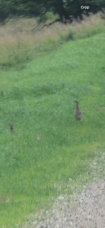 Gray Partridge - ML642911006