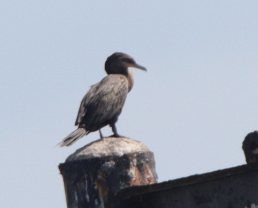 Neotropic Cormorant - ML642911007