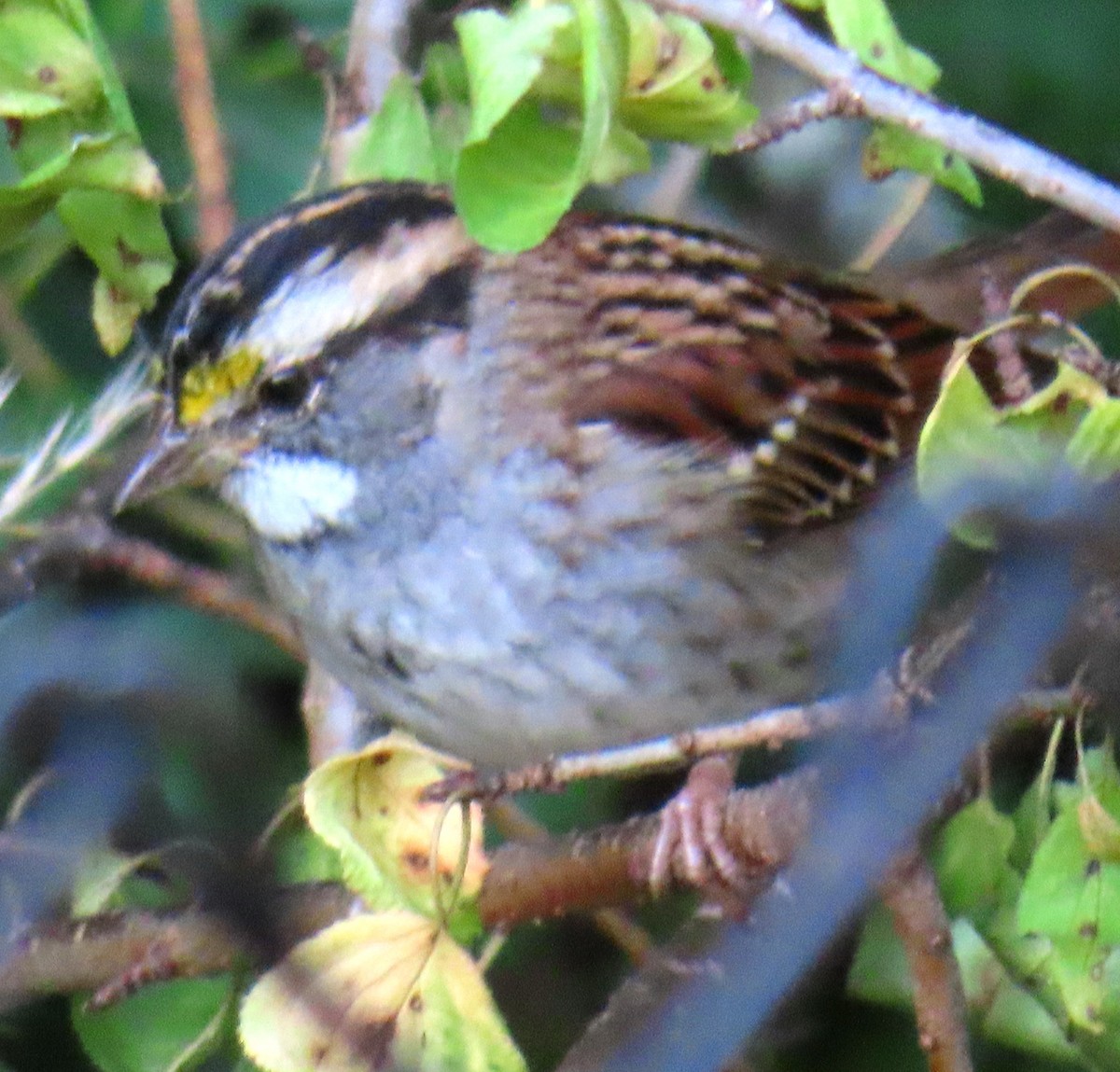 White-throated Sparrow - ML642911008