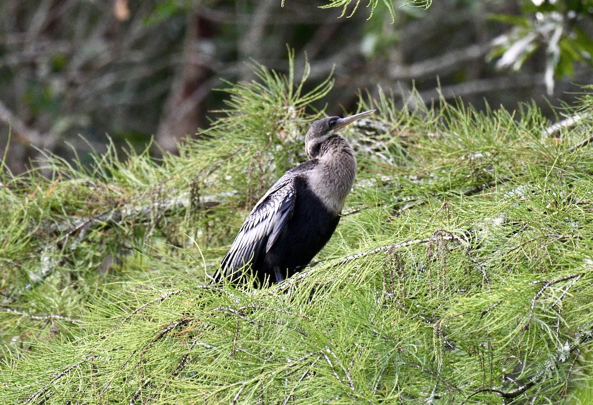 Anhinga - ML642911012