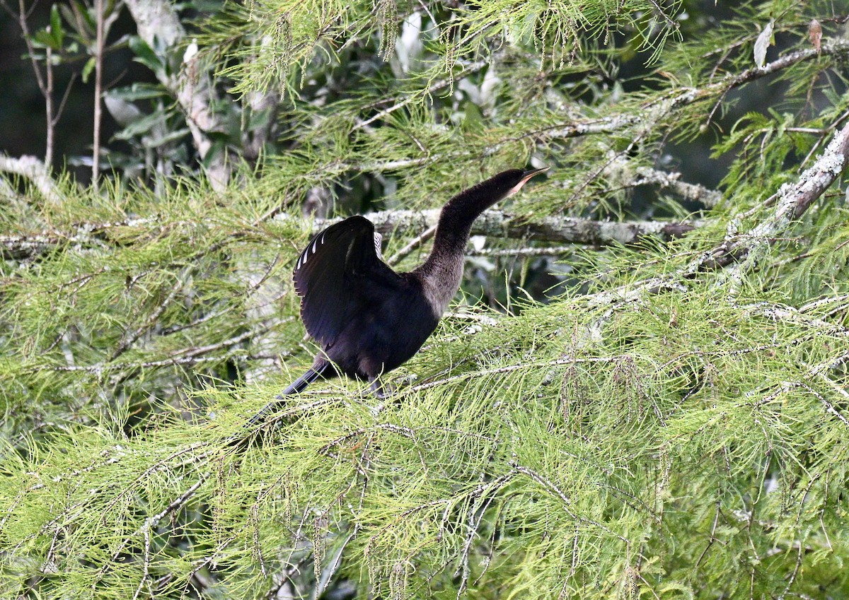 Anhinga - ML642911013