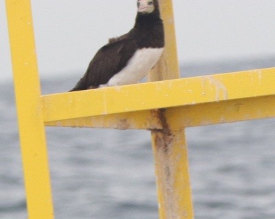 Cocos Booby - ML642911023