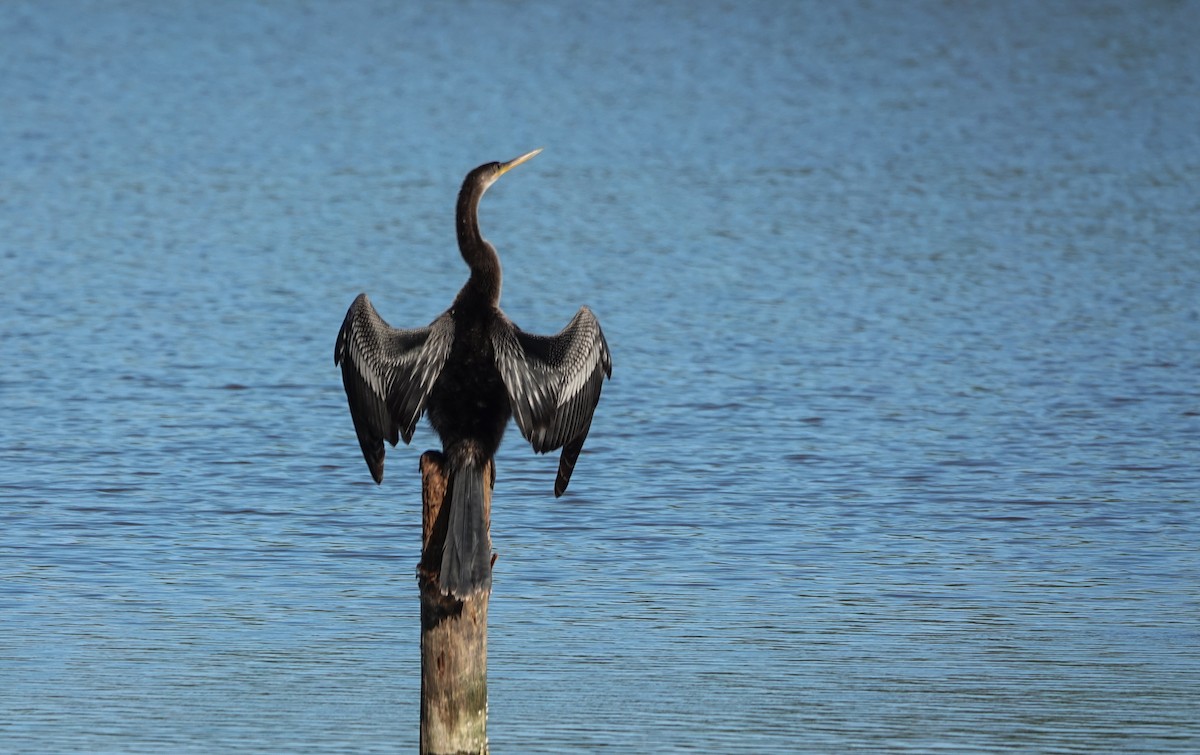 Anhinga - ML642911042