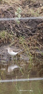 Solitary Sandpiper - ML642911055