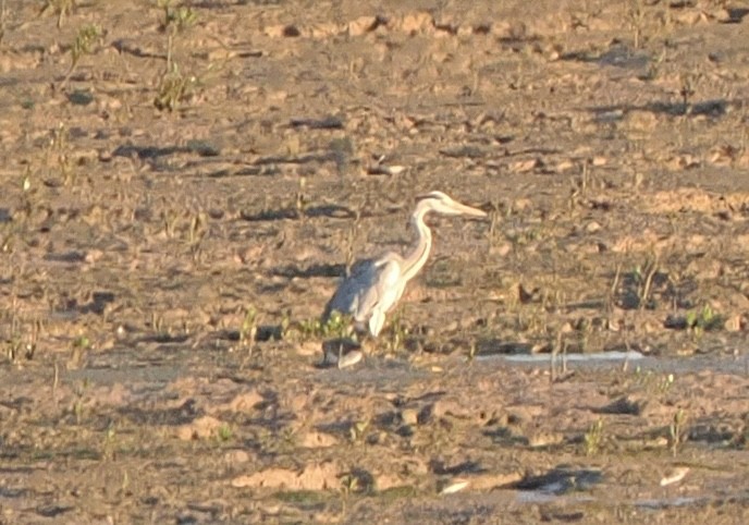 Gray Heron - ML642911070
