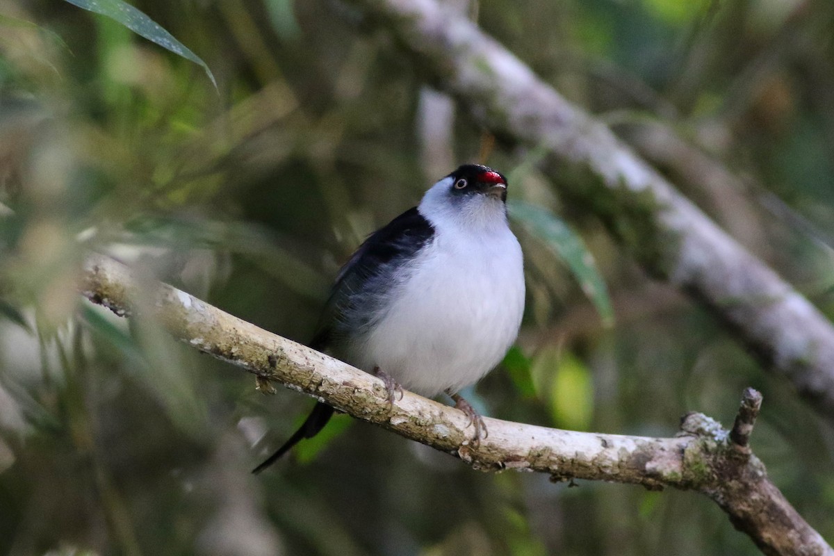 Pin-tailed Manakin - ML642911096