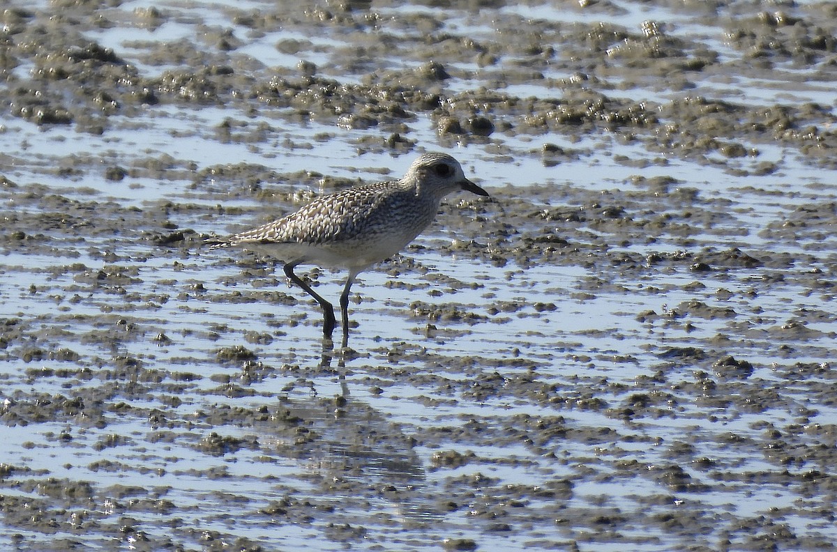 Black-bellied Plover - ML642911103