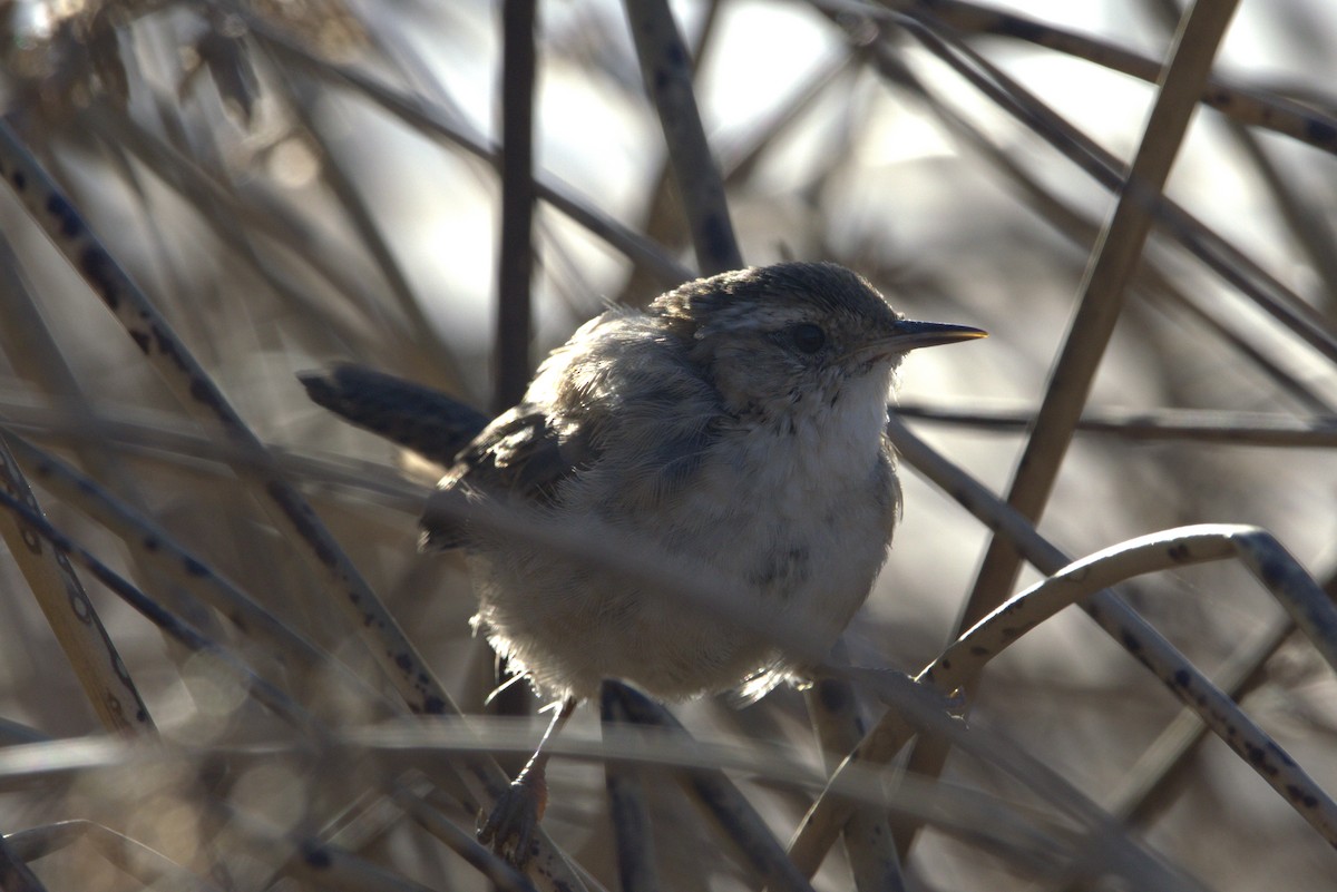 Marsh Wren - ML642911107