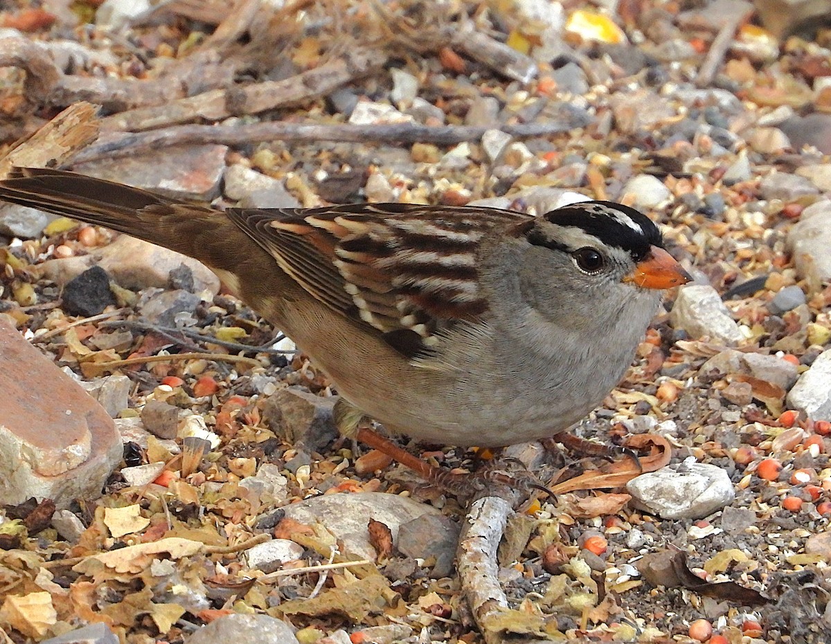 White-crowned Sparrow - ML642911112