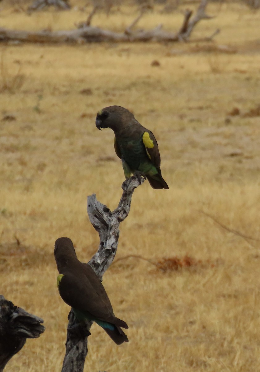 Meyer's Parrot - ML642911114