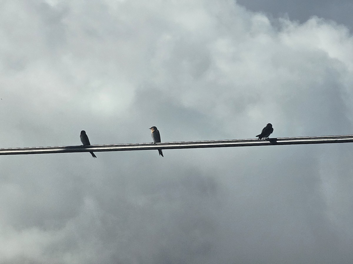 Pacific Swallow - ML642911123