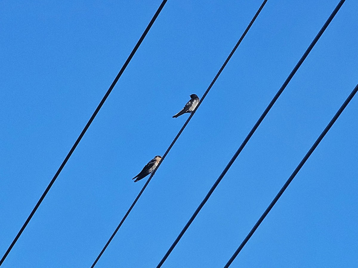 Pacific Swallow - ML642911124