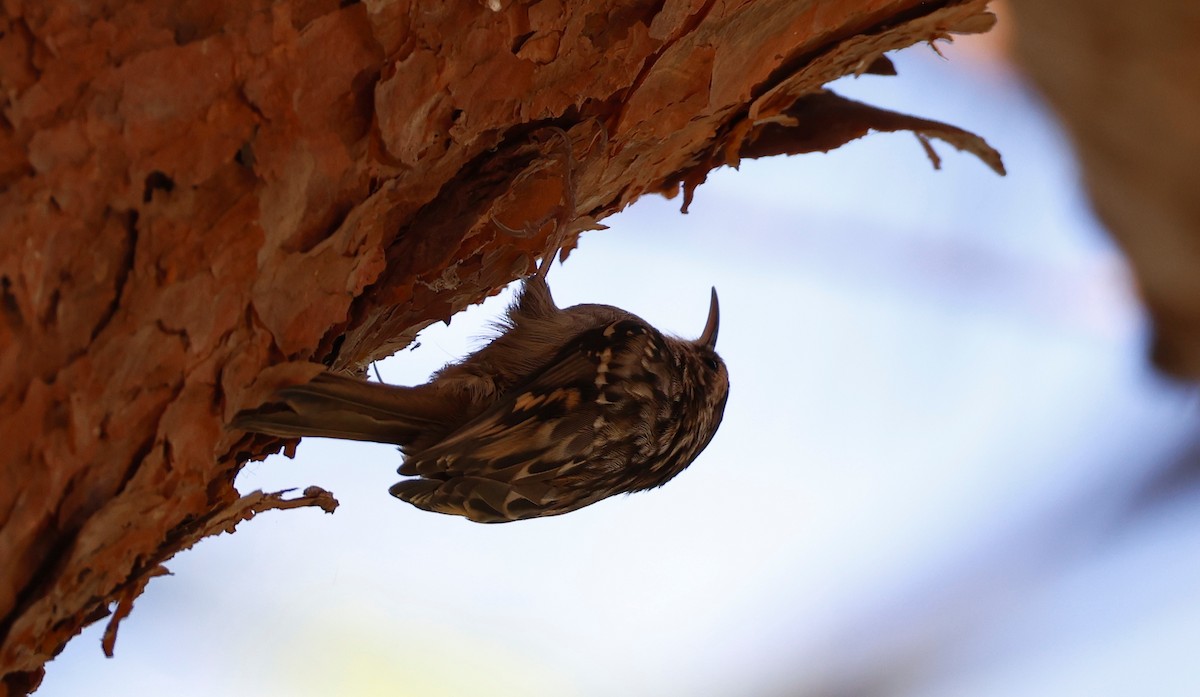 Short-toed Treecreeper - ML642911151
