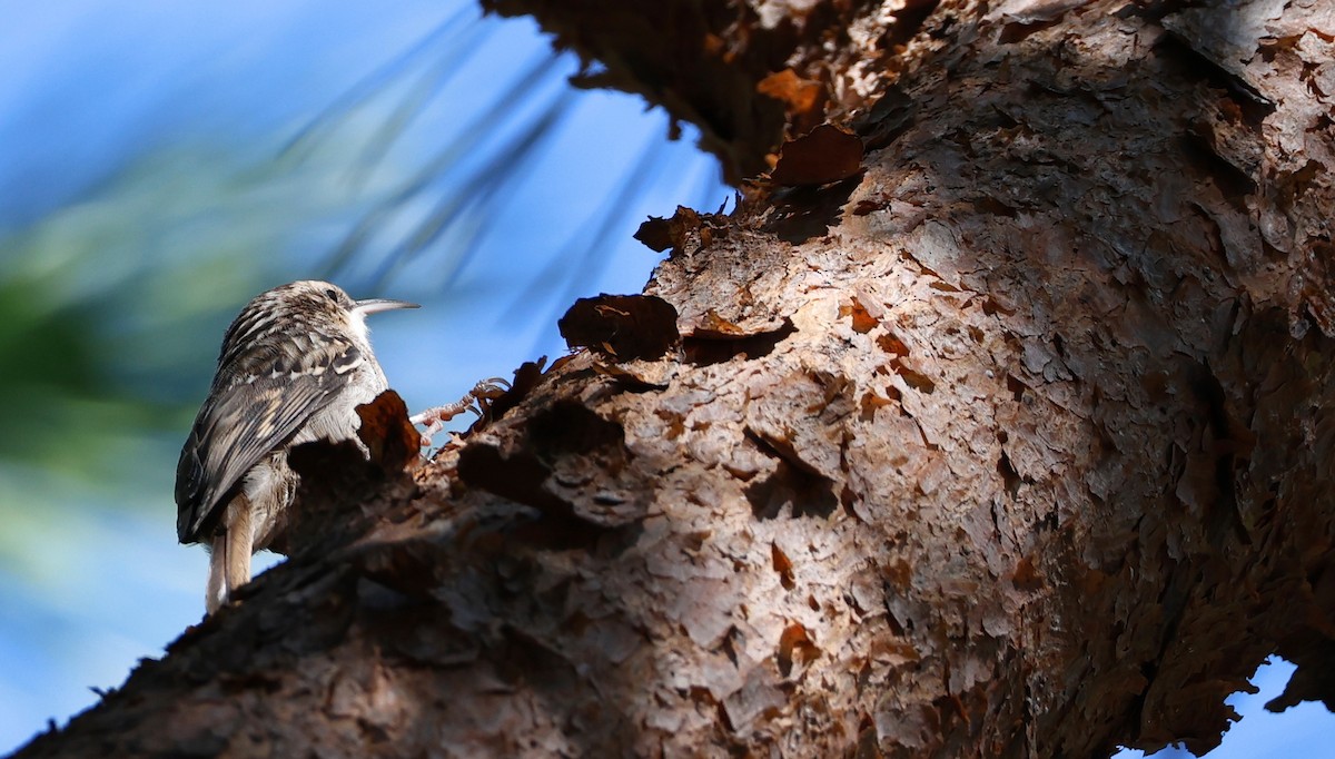Short-toed Treecreeper - ML642911153