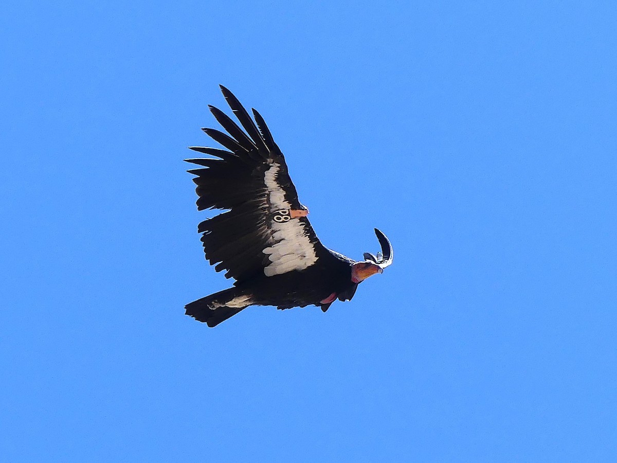 California Condor - ML642911166