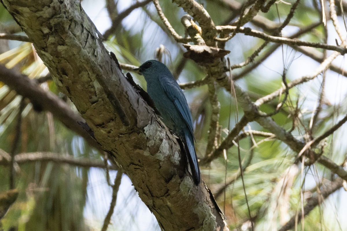 Verditer Flycatcher - ML642911170