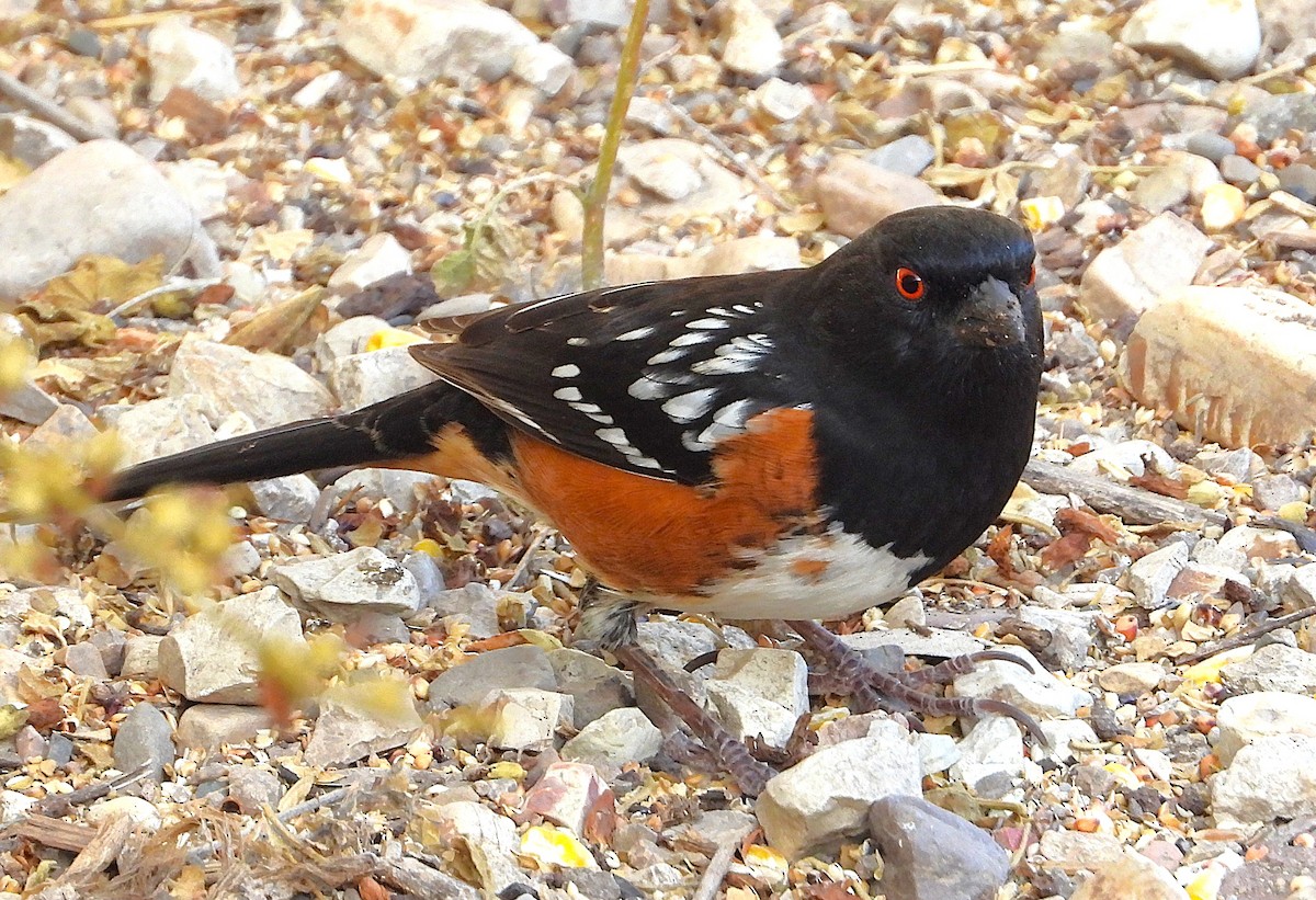 Spotted Towhee - ML642911173