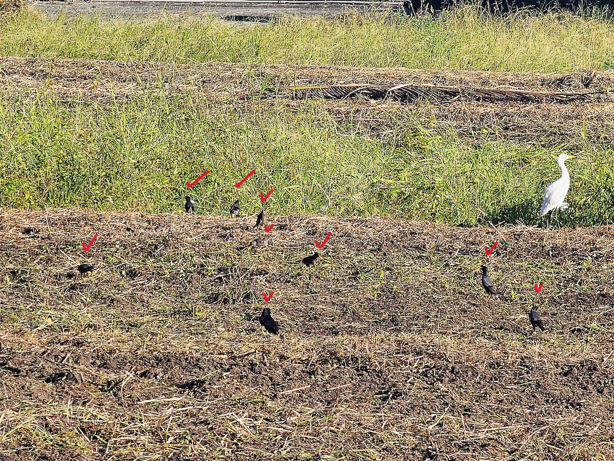 Javan Myna - ML642911180