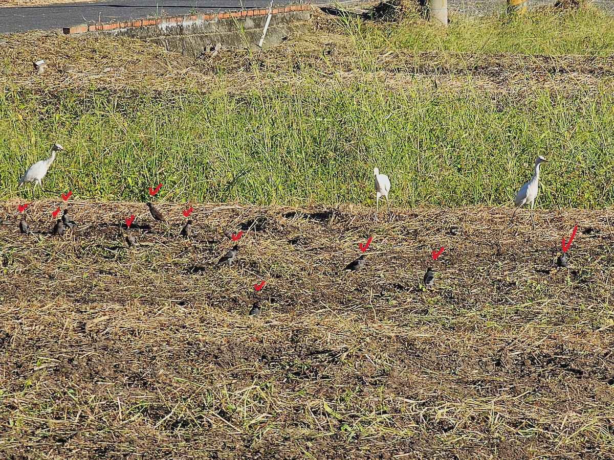 Javan Myna - ML642911181