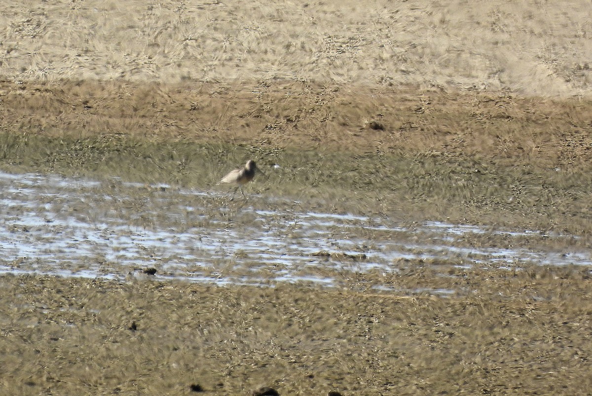 Aguja Colipinta - ML642911182