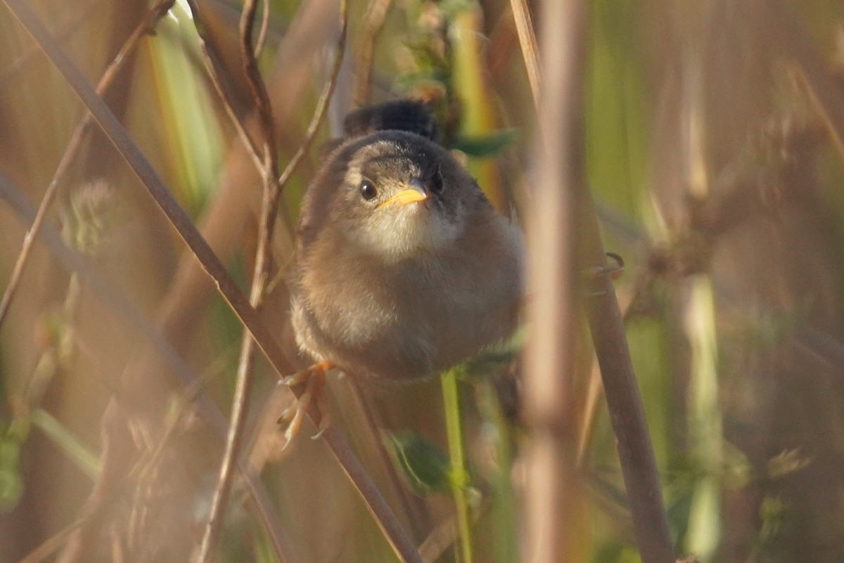 Sedge Wren - ML642911186