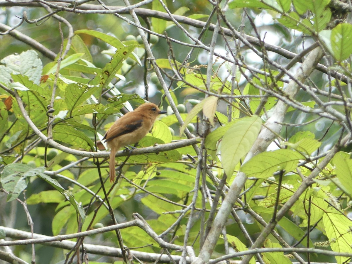 Cinnamon Attila - ML642911193