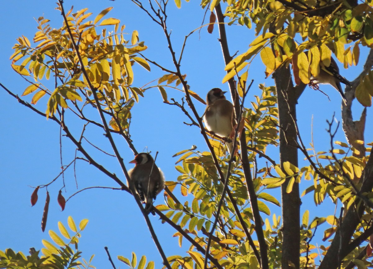 European Goldfinch - ML642911234