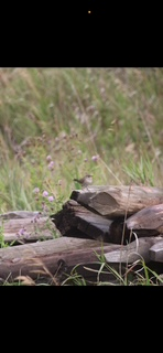 Northern House Wren - ML642911237