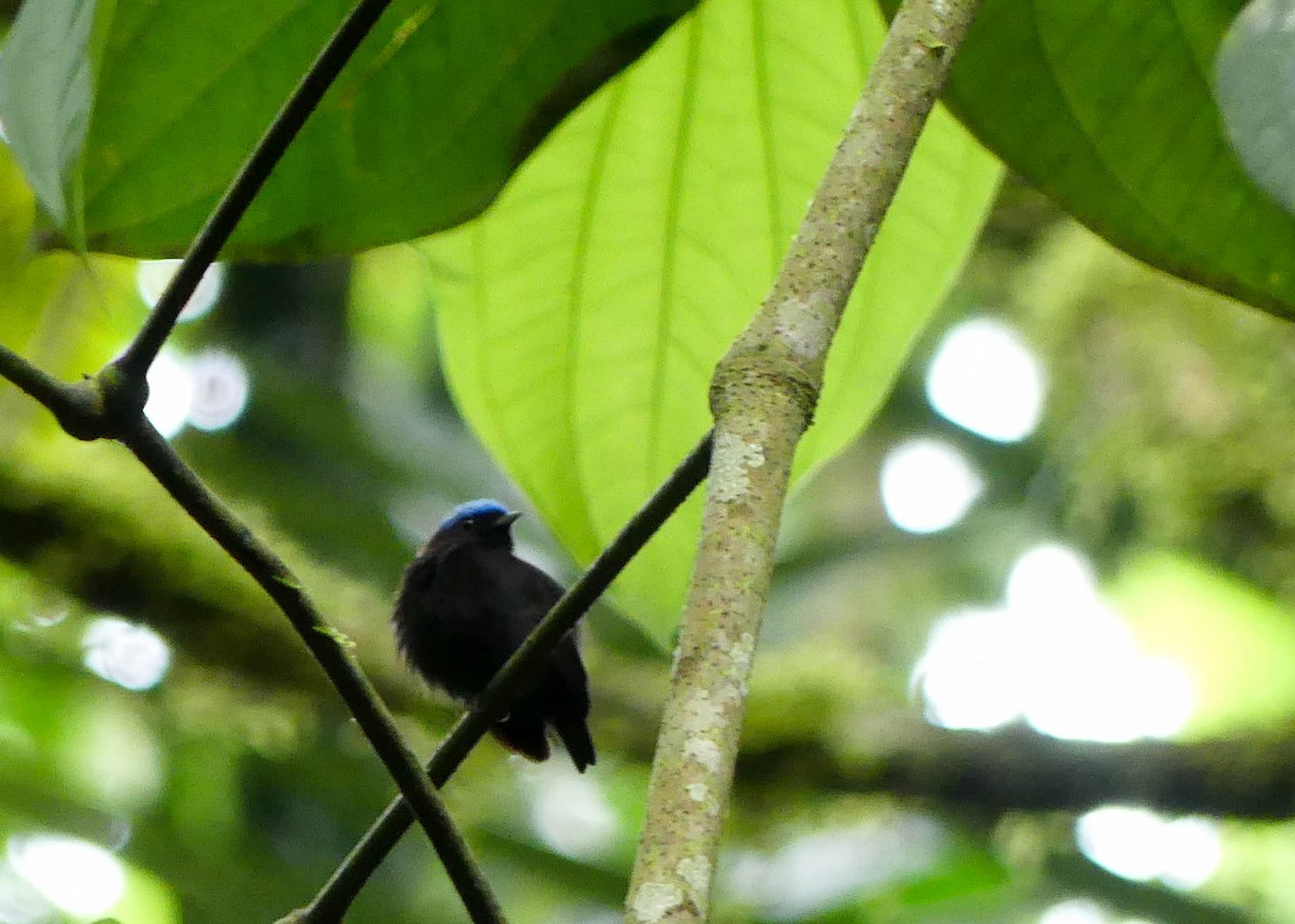 Blue-capped Manakin - ML642911241