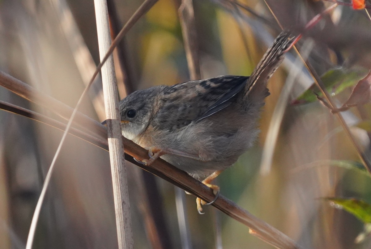 Sedge Wren - ML642911248