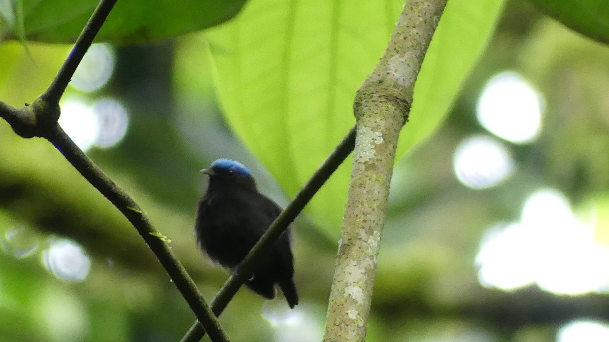 Blue-capped Manakin - ML642911249