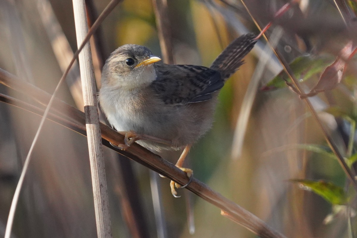 Sedge Wren - ML642911252