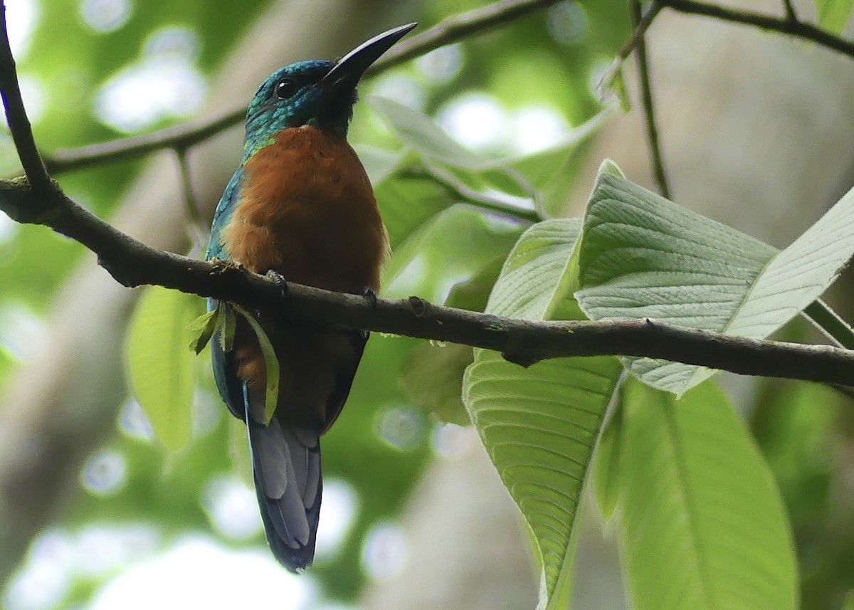 Great Jacamar - ML642911266