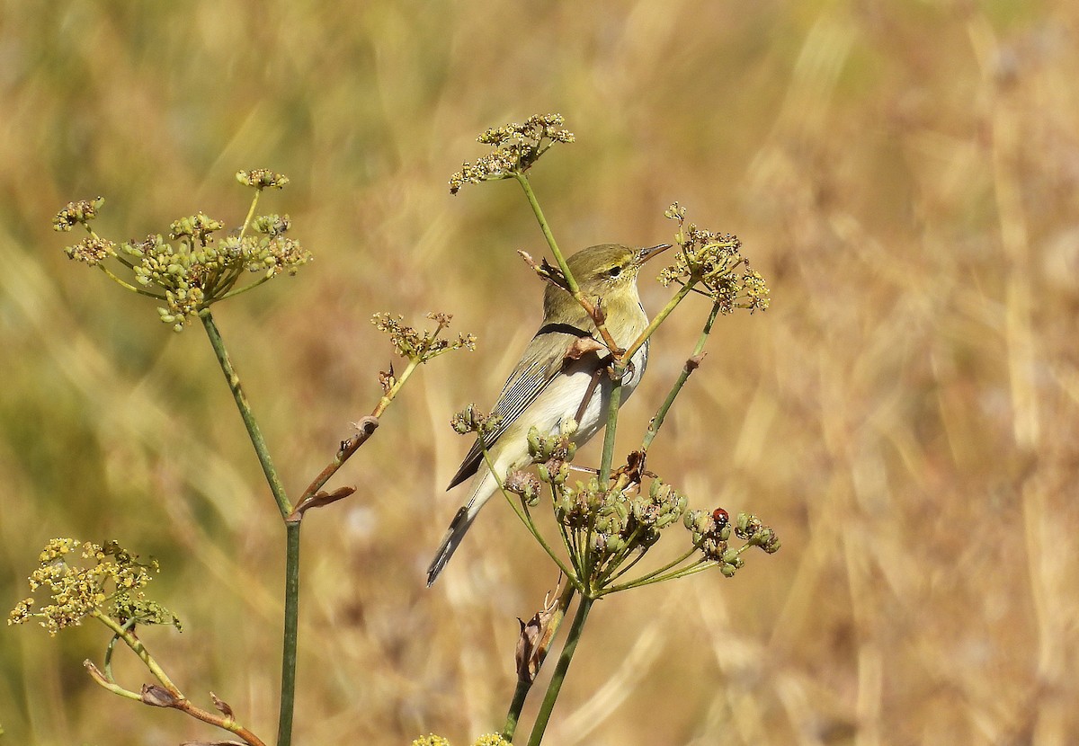 Willow Warbler - ML642911277