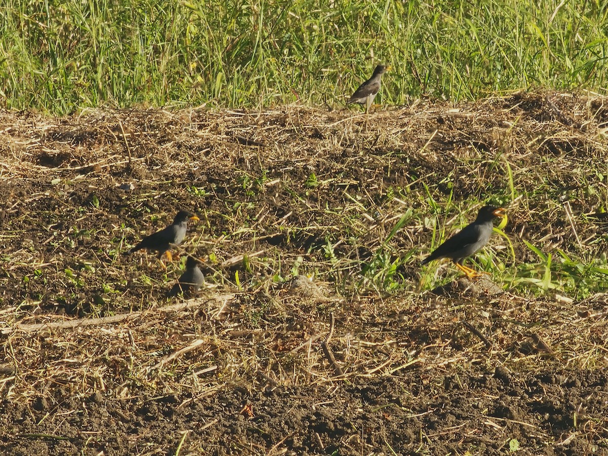Javan Myna - ML642911278