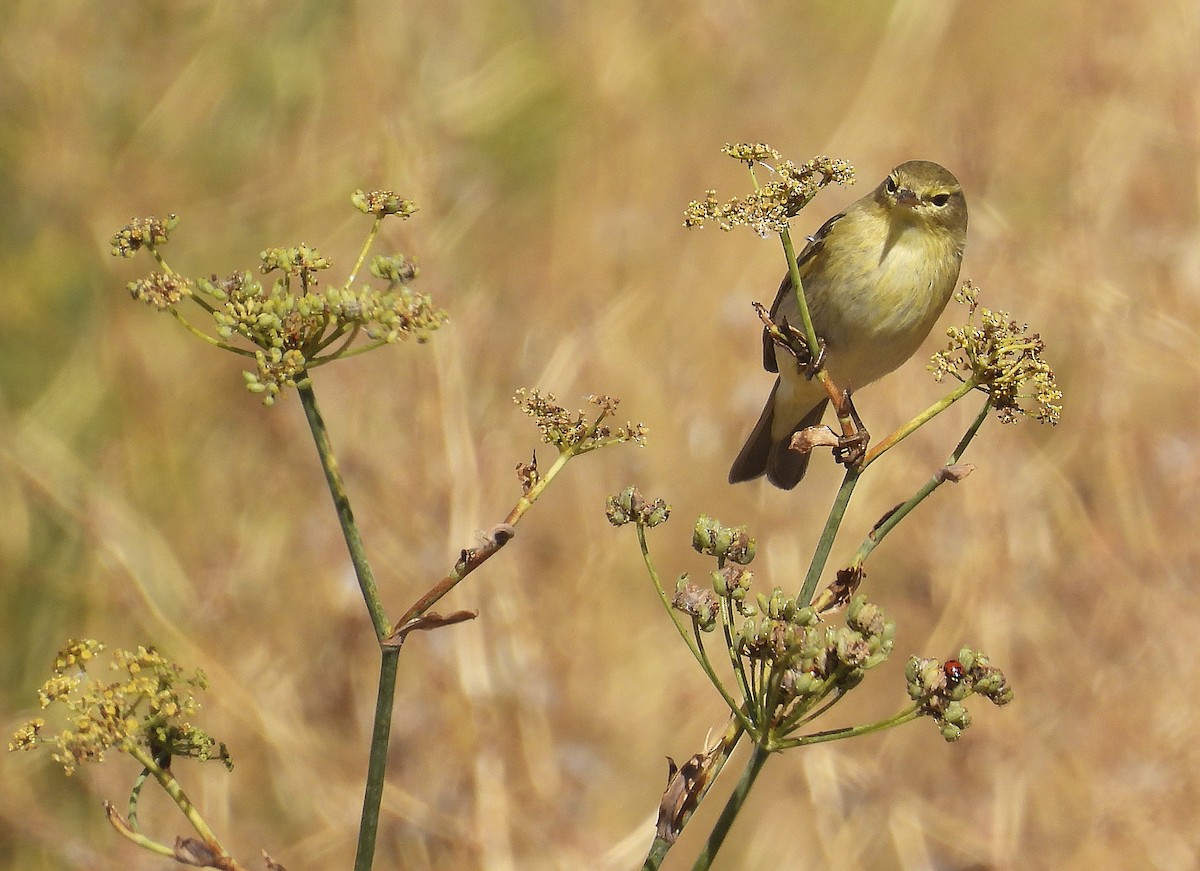 Willow Warbler - ML642911281