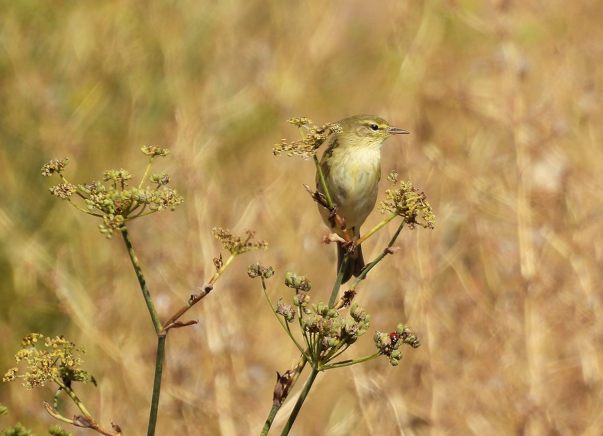 Willow Warbler - ML642911284