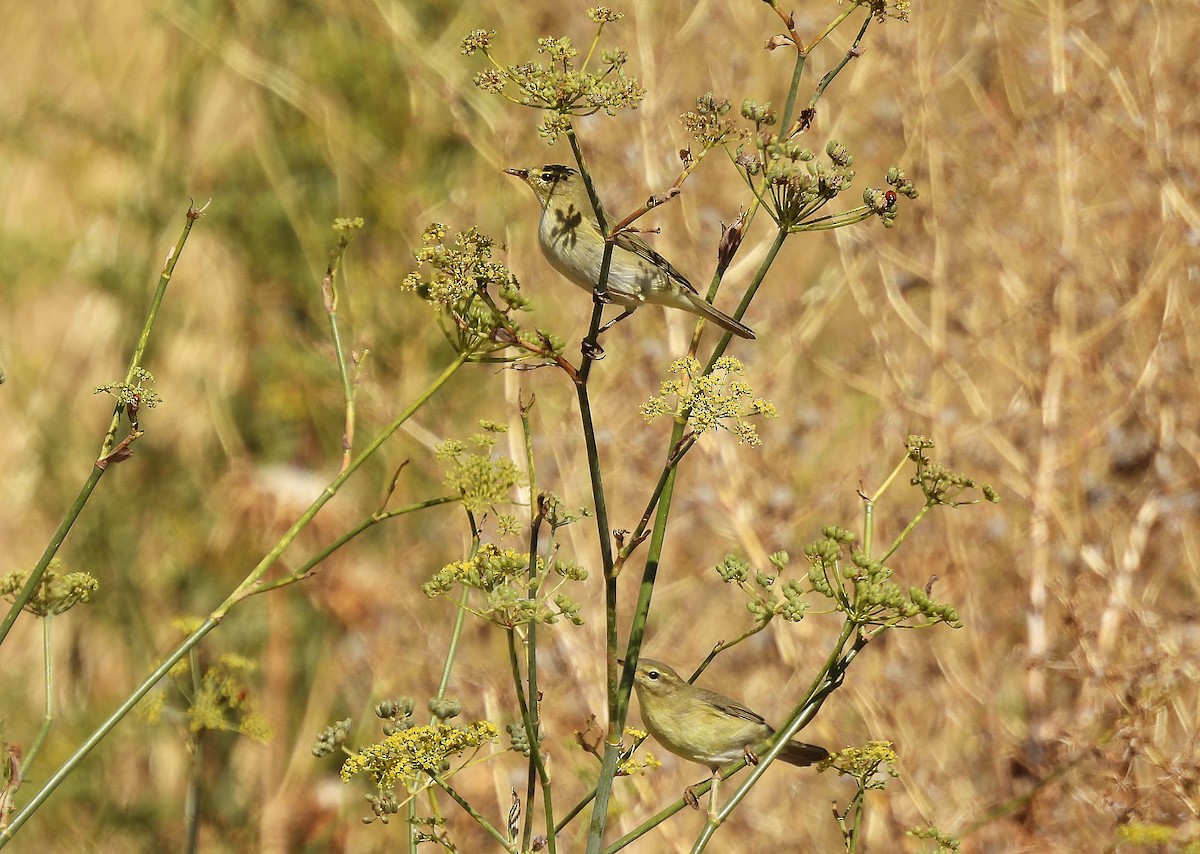 Willow Warbler - ML642911285