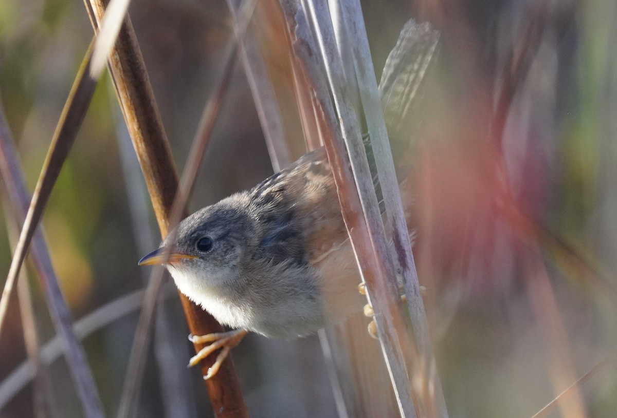Sedge Wren - ML642911296
