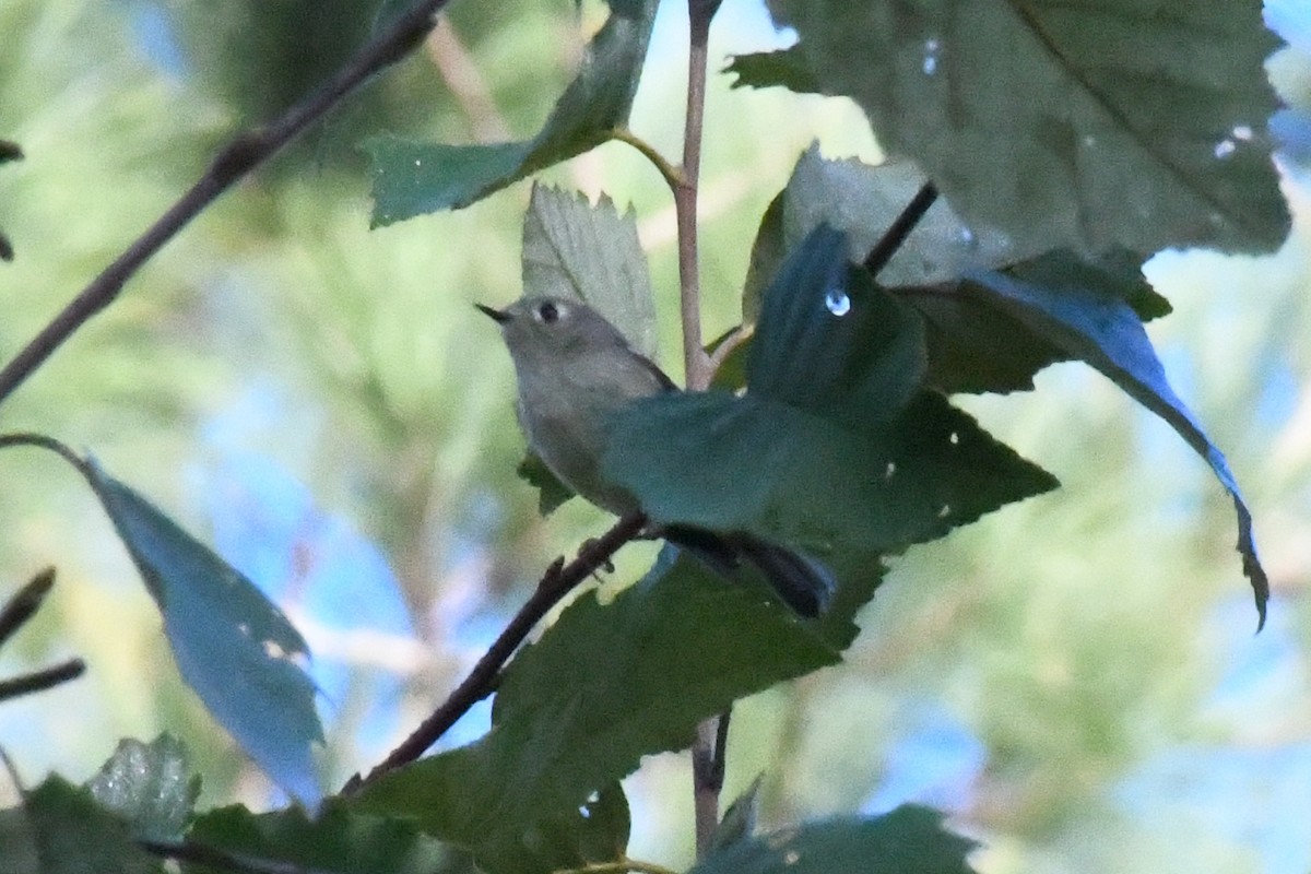 Ruby-crowned Kinglet - ML642911299