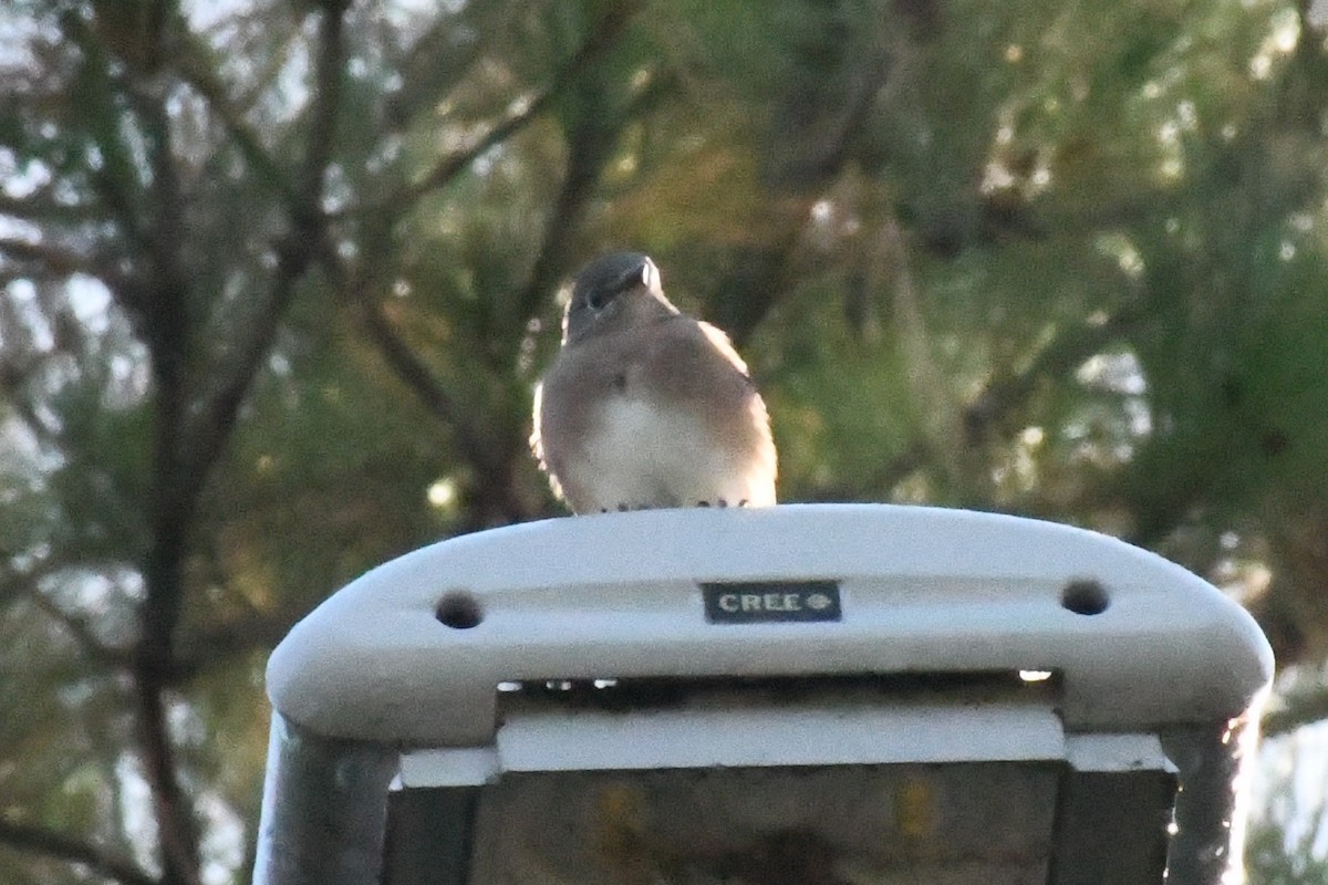 Eastern Bluebird (Eastern) - ML642911302