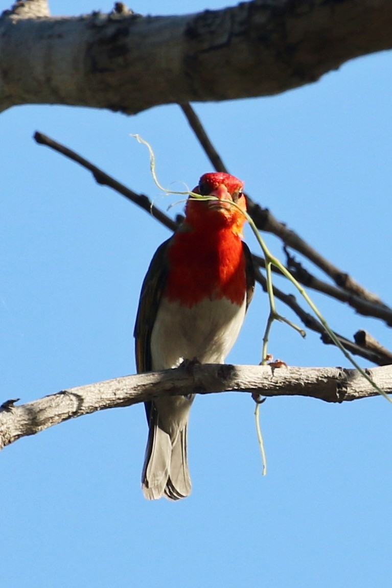 Red-headed Weaver - ML642911308
