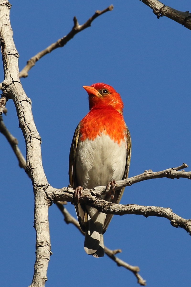 Red-headed Weaver - ML642911309