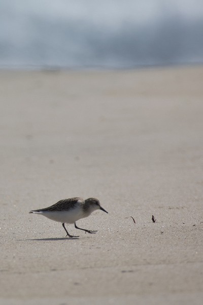 Semipalmated Sandpiper - ML642911320