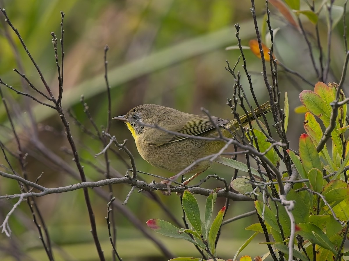 Common Yellowthroat - ML642911324