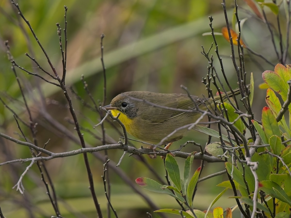 Common Yellowthroat - ML642911325