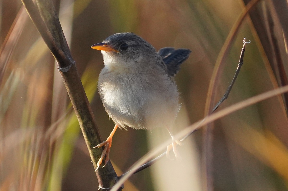 Sedge Wren - ML642911326
