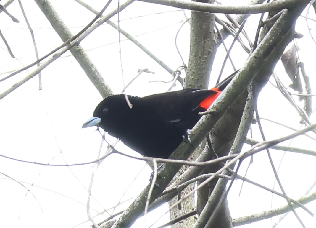 Scarlet-rumped Tanager - ML642911327