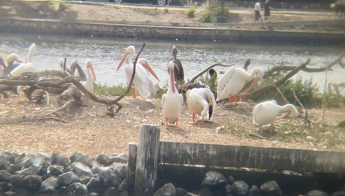 American White Pelican - ML642911328